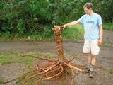 Leucaena root system