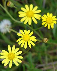 Senecio madagascarensis, fireweed, a problem weed for Hawaii's pastures.