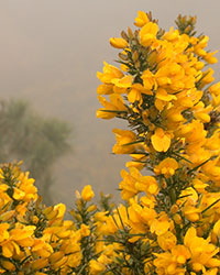 Ulex europaeus - gorse, close up