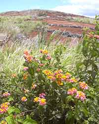 Lantana escaped onto Kahoolawe