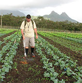 Flaming young weeds at Waimanalo Expt. Station