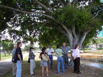 evaluating trees