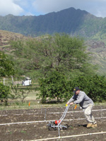 Leary at MAO Organic Farm