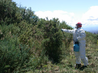 Dr. Leary spraying gorse.
