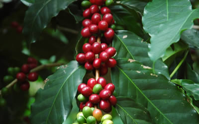 coffee plant