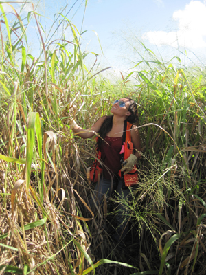 Guinea grass