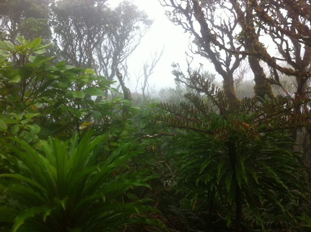 Mt. Kaala 3