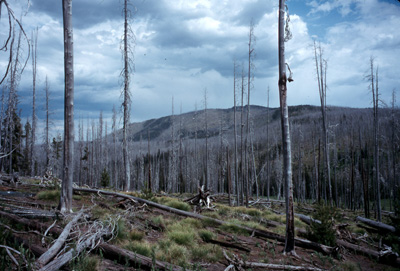 Y NP Burned Landscape