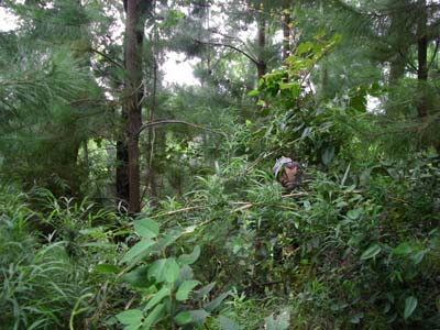 Pine invasion in Chile