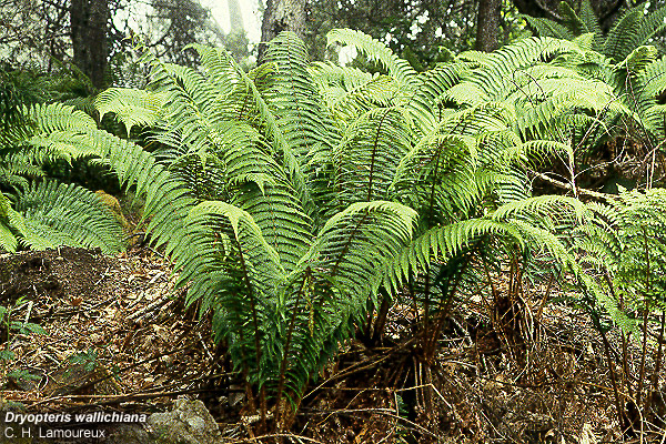 ‘I’o Nui, an indigenous plant to East Maui.