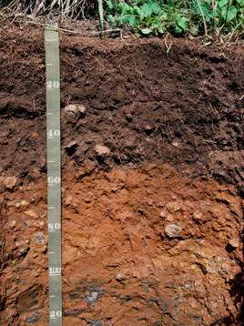 soil profile for kids