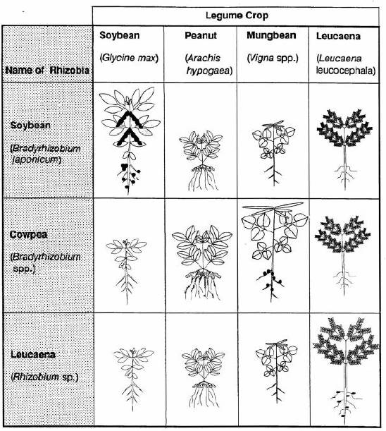 Specificity of Rhizobia for successful nodulation of certain legumes.
