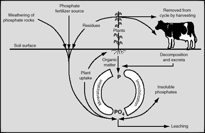 phosphorus cycle400x260