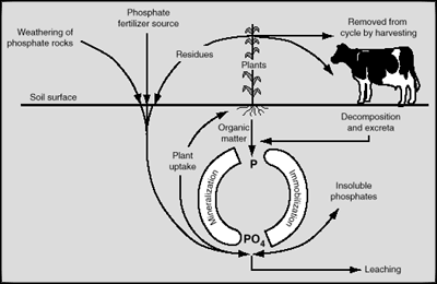 phosphorus cycle