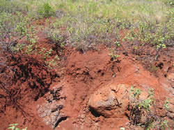 Lahaina Series