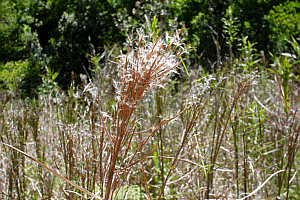 molasses grass, photo by K. Bridges (UH Mānoa website)