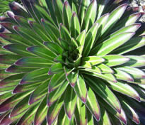 lobeliad