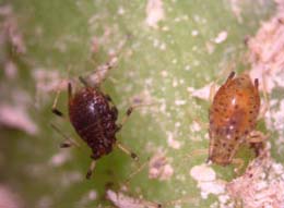 banana aphid