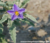 Solanum