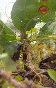 yellow strands of flowering dodder