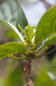 Dodder encircles and penetrates noni leaves and stems