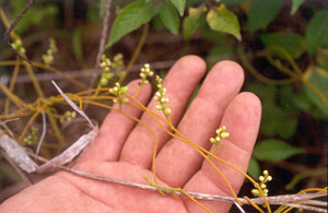 Dodder flowers