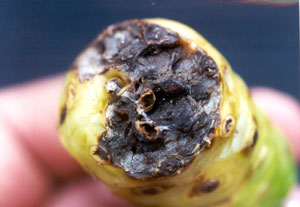 slug damage to noni fruit