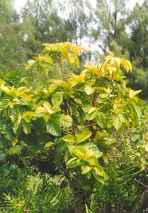 wild noni plant