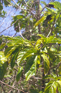 Foliar yellowing and leaf scorching 