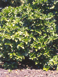 mature noni
