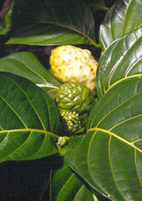 noni fruits