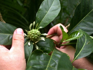 M. crtifofolia var. bracteata