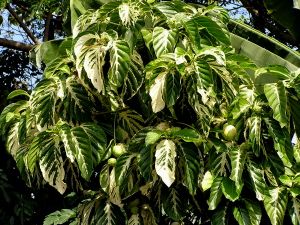 M. citrifolia var. 'Potteri'