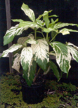 Variegated Morinda
