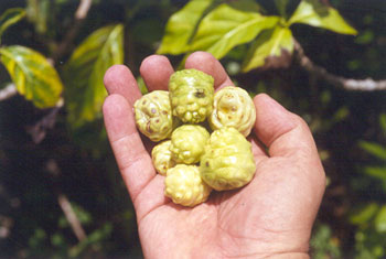 small-fruited noni