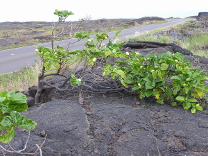 noni in lava