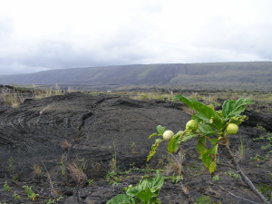 noni in lava