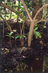 Morinda citrifolia in brackish water