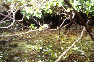 Noni plants growing in inland tide pool 