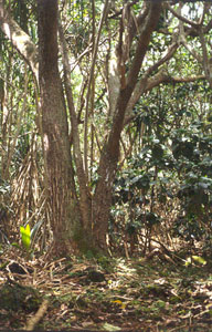 noni trees in forest