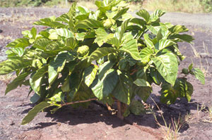 noni plants in lava cracks
