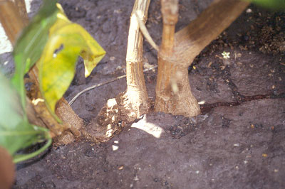 Morinda citrifolia plant