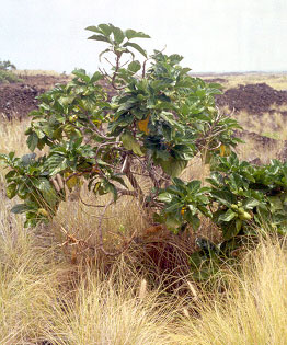 noni in lava field