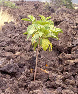 noni in lava field