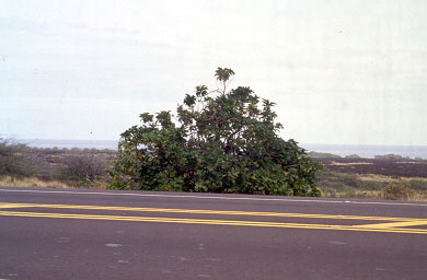 noni in roadside