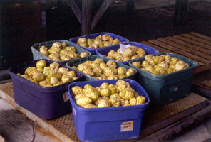 fruit basket