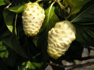 ripe noni fruits