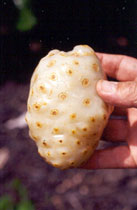 translucent noni fruit