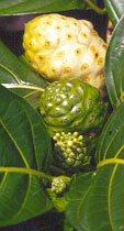 noni fruit
