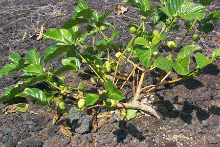 Young noni plant derived from a lateral stem cutting